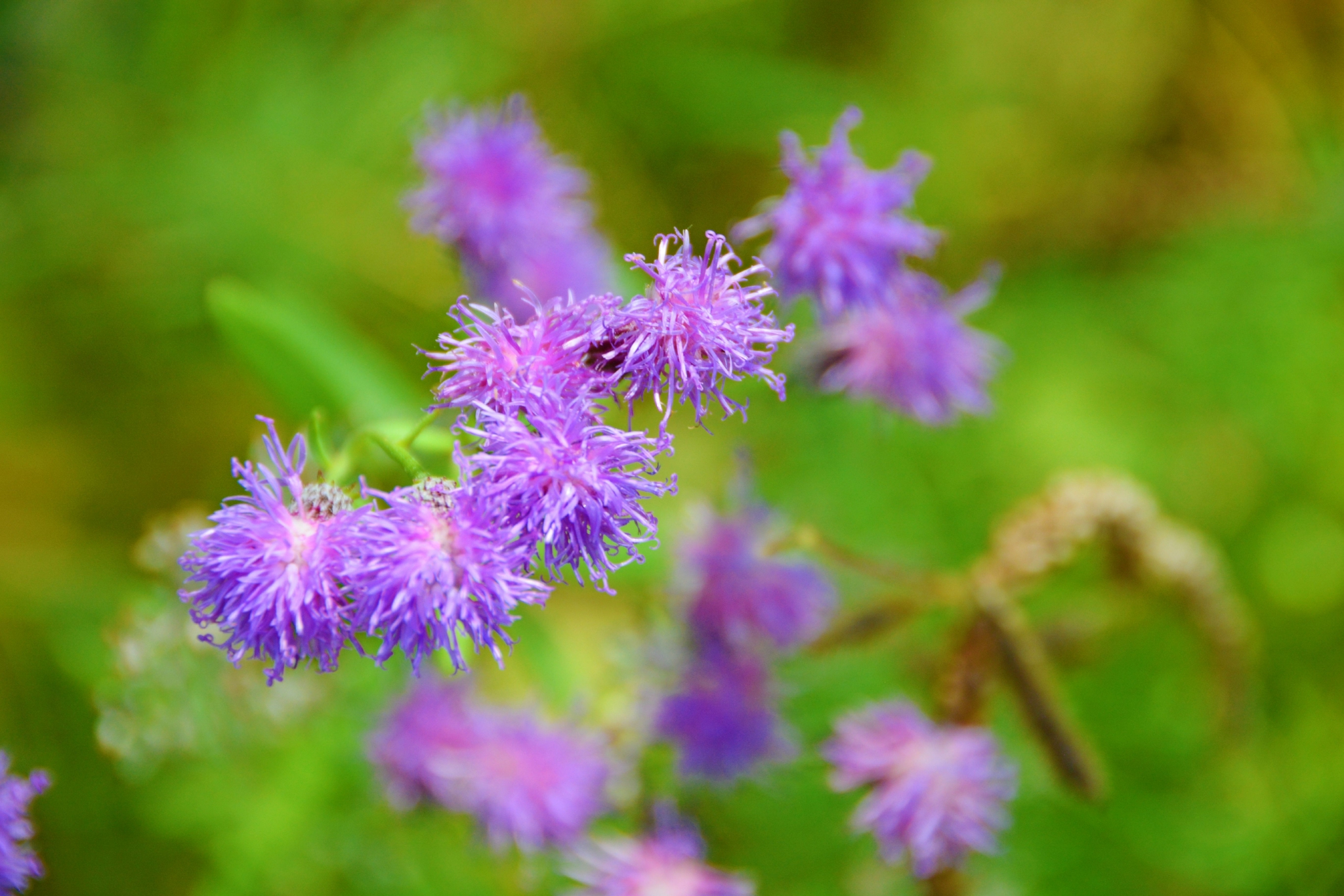 野生紫色风毛菊原创拍摄