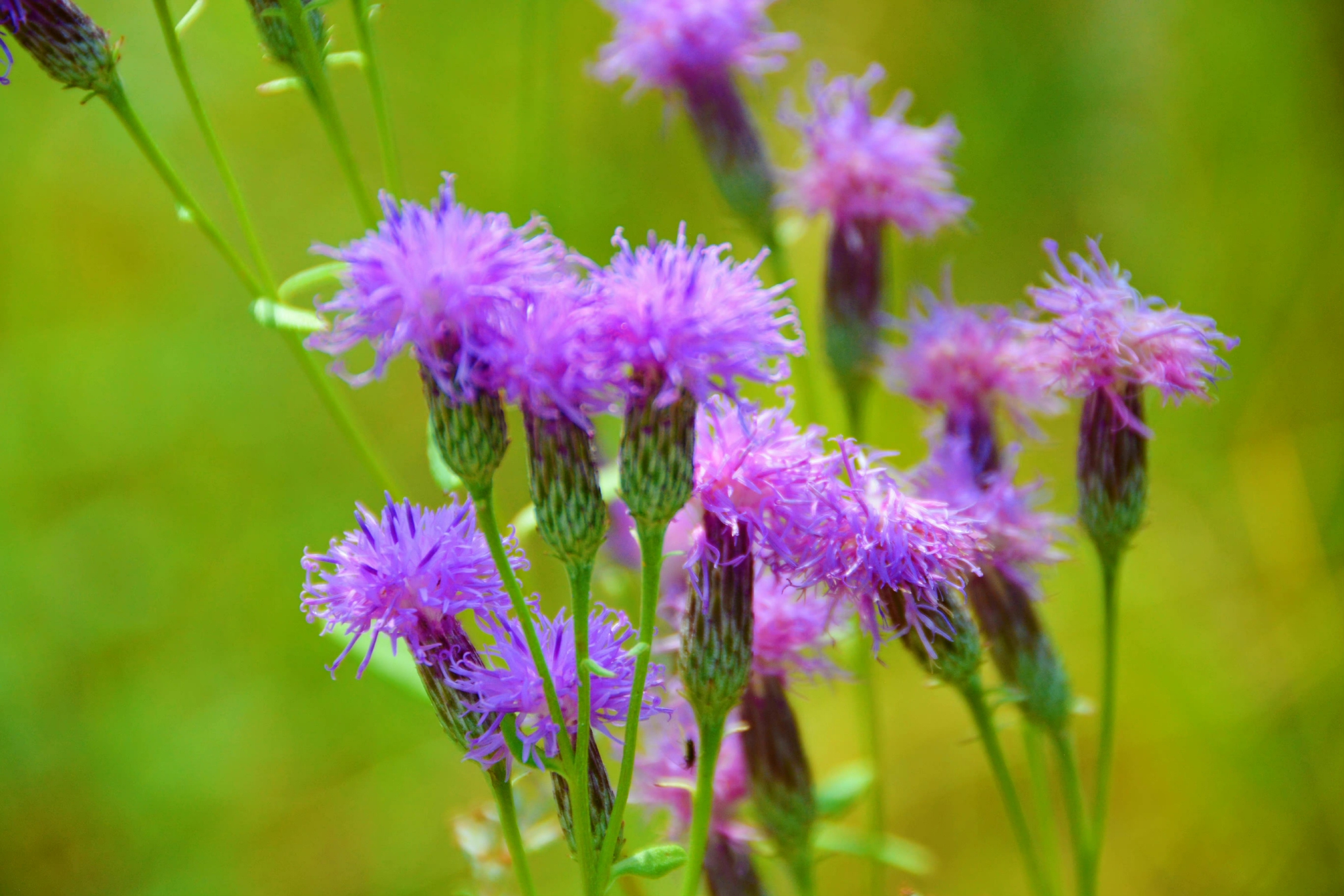 野生紫色风毛菊原创拍摄