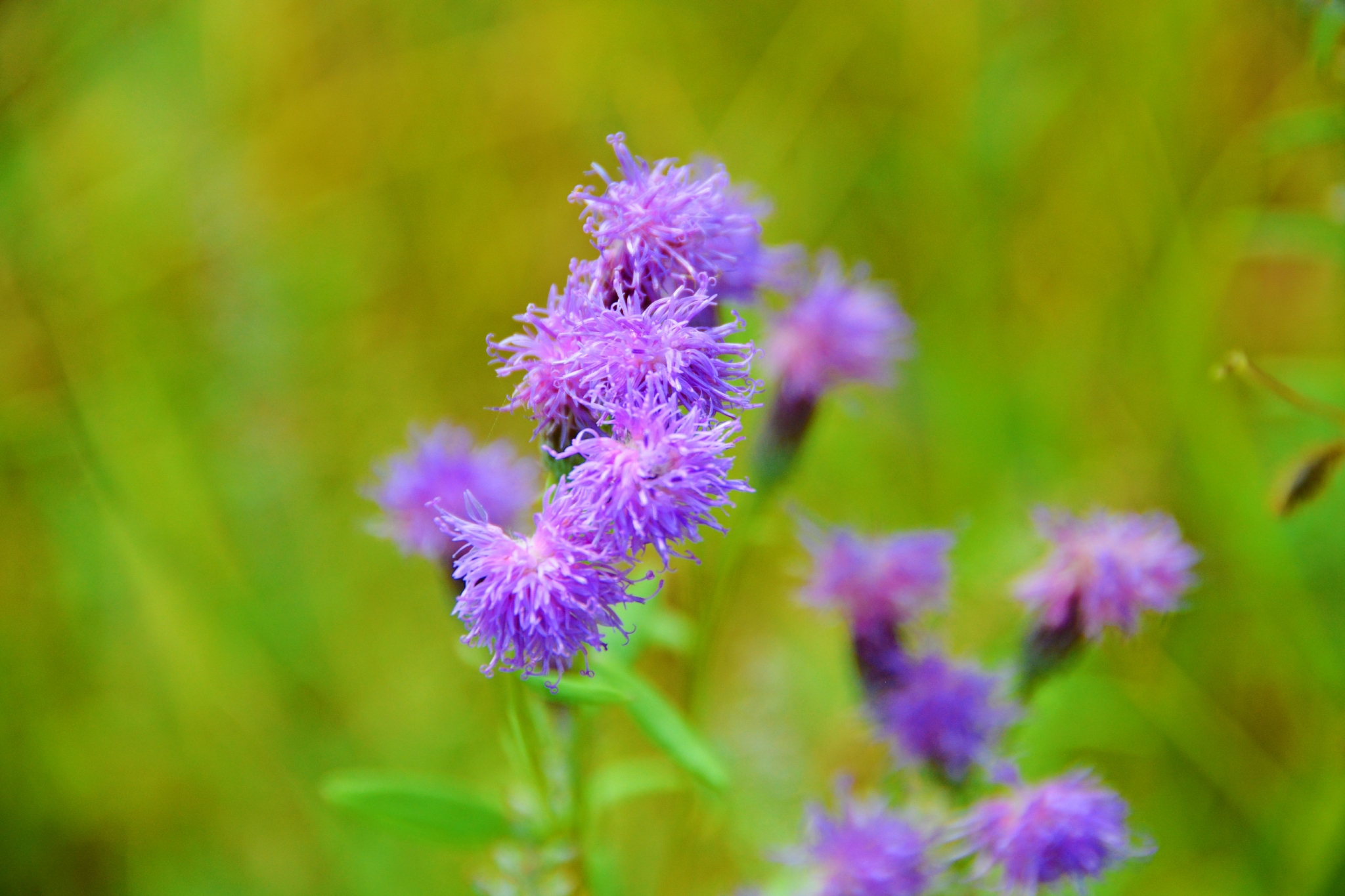 野生紫色风毛菊原创拍摄