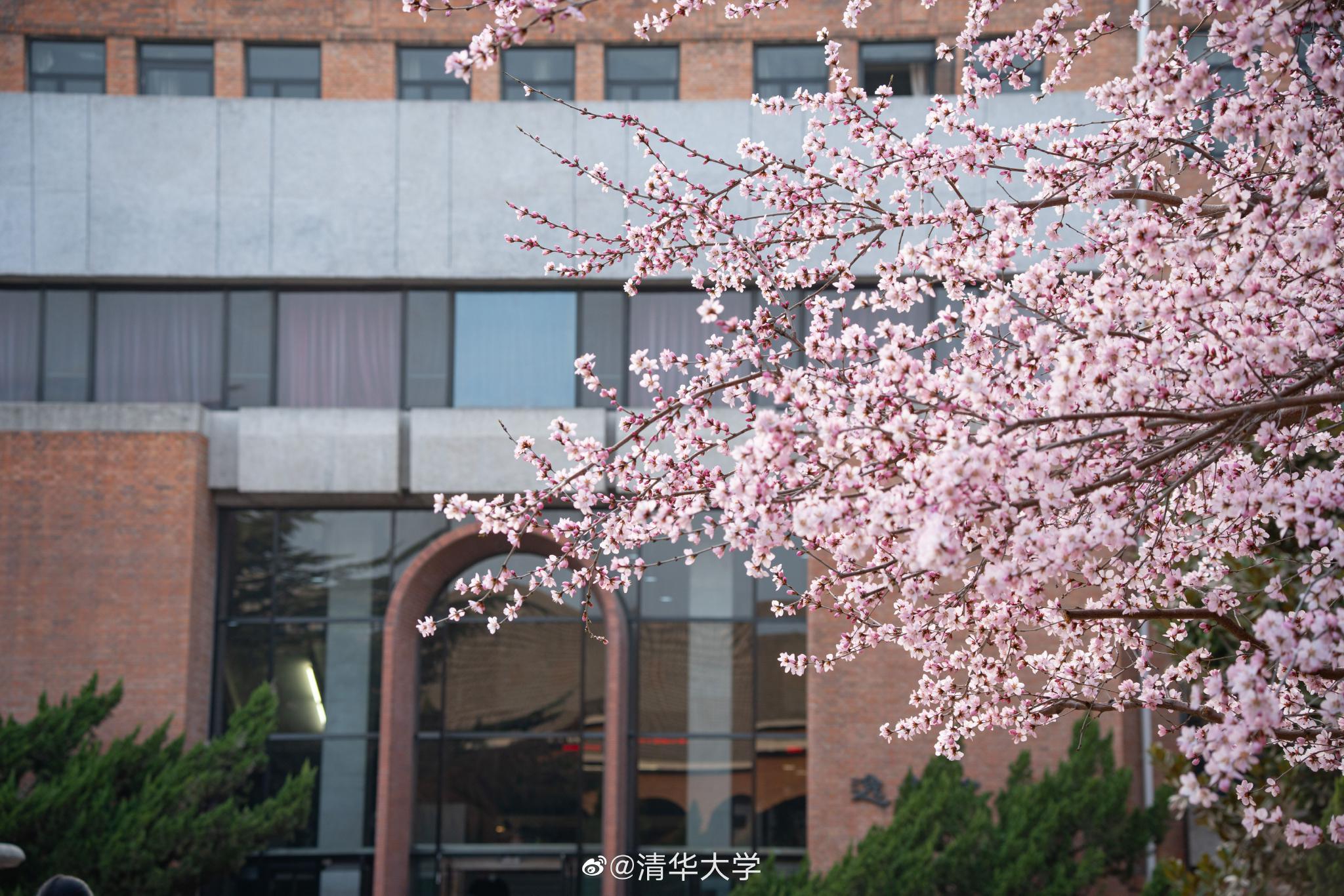 清华大学的春天