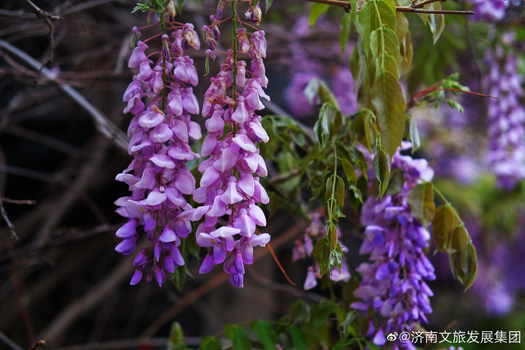 四月的大明湖畔,紫藤花开,一串串紫藤花垂挂枝头……_高清图集_新浪网