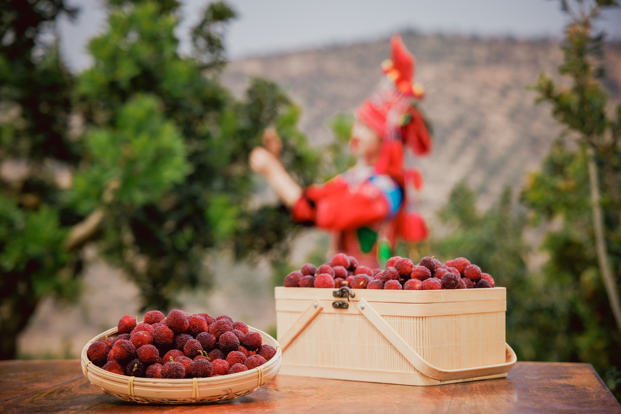 4月,杨梅红了,云南石屏的夏天空气里都是酸甜的滋味_高清图集_新浪网