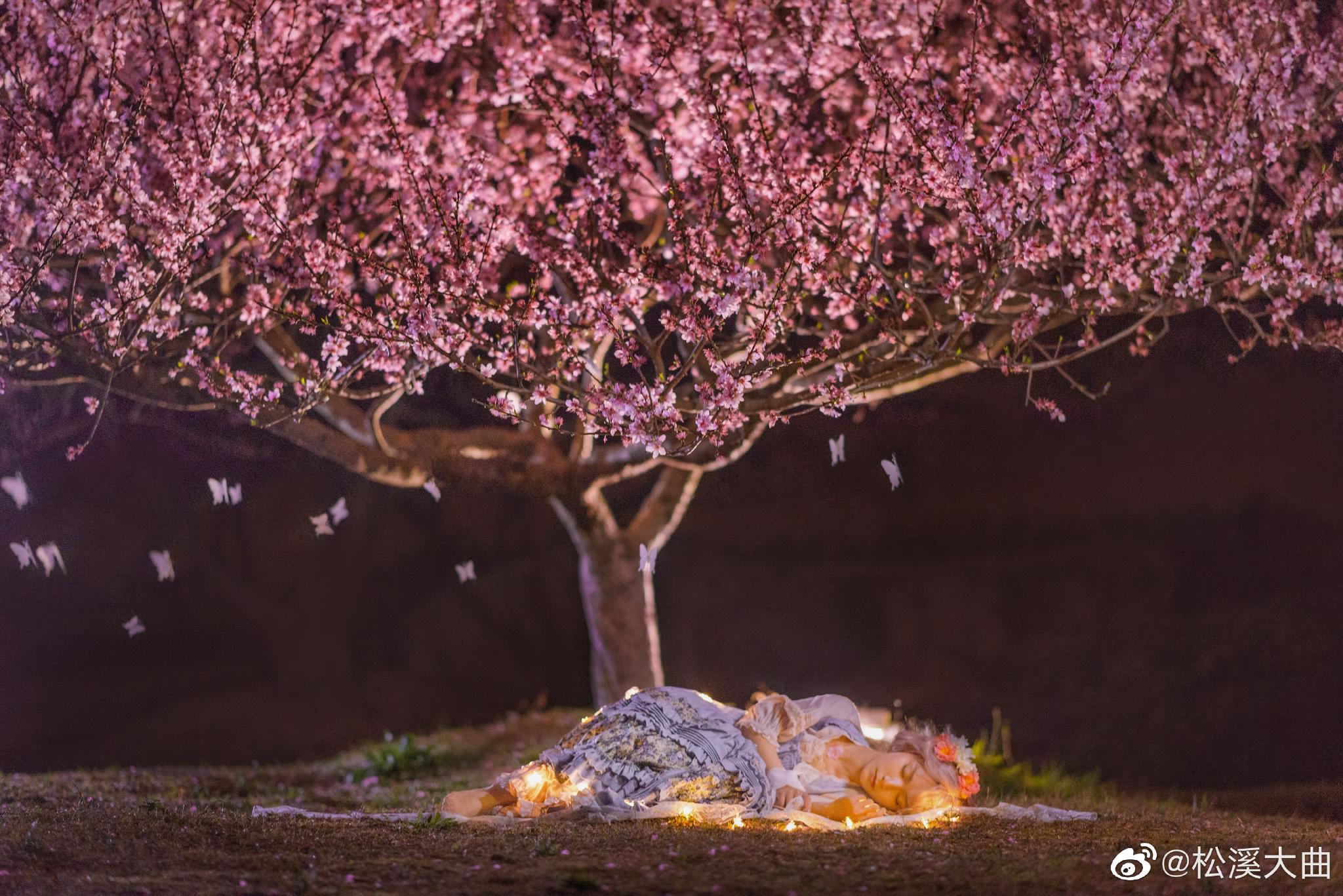 盛开在夜晚的桃花……_高清图集_新浪网