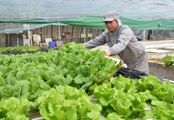 圖片故事老張無土種菜記