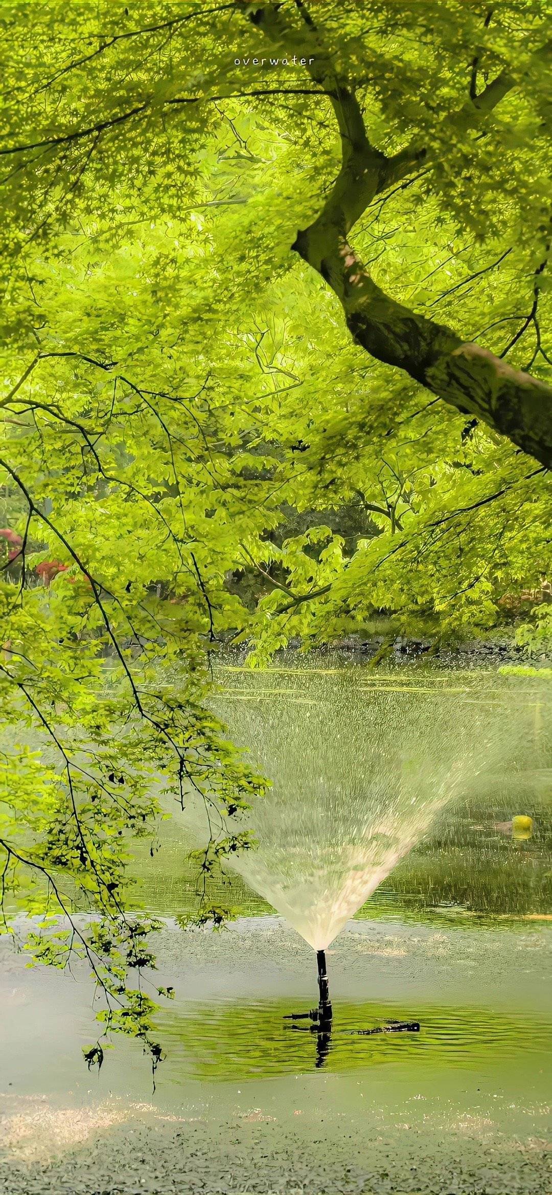 绿色系壁纸真的好喜欢啊