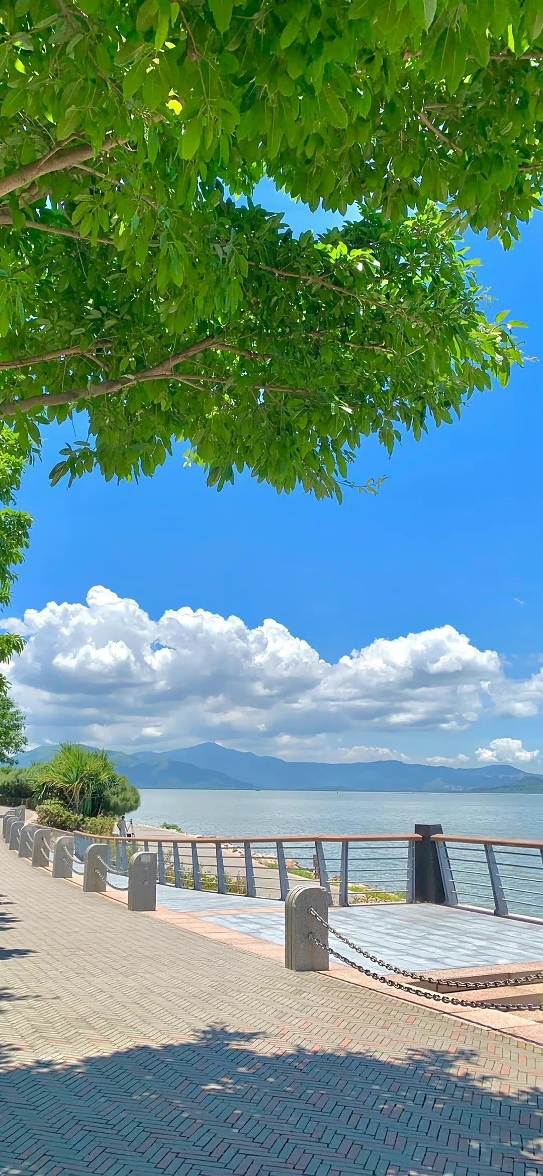 绿色系壁纸真的好喜欢啊