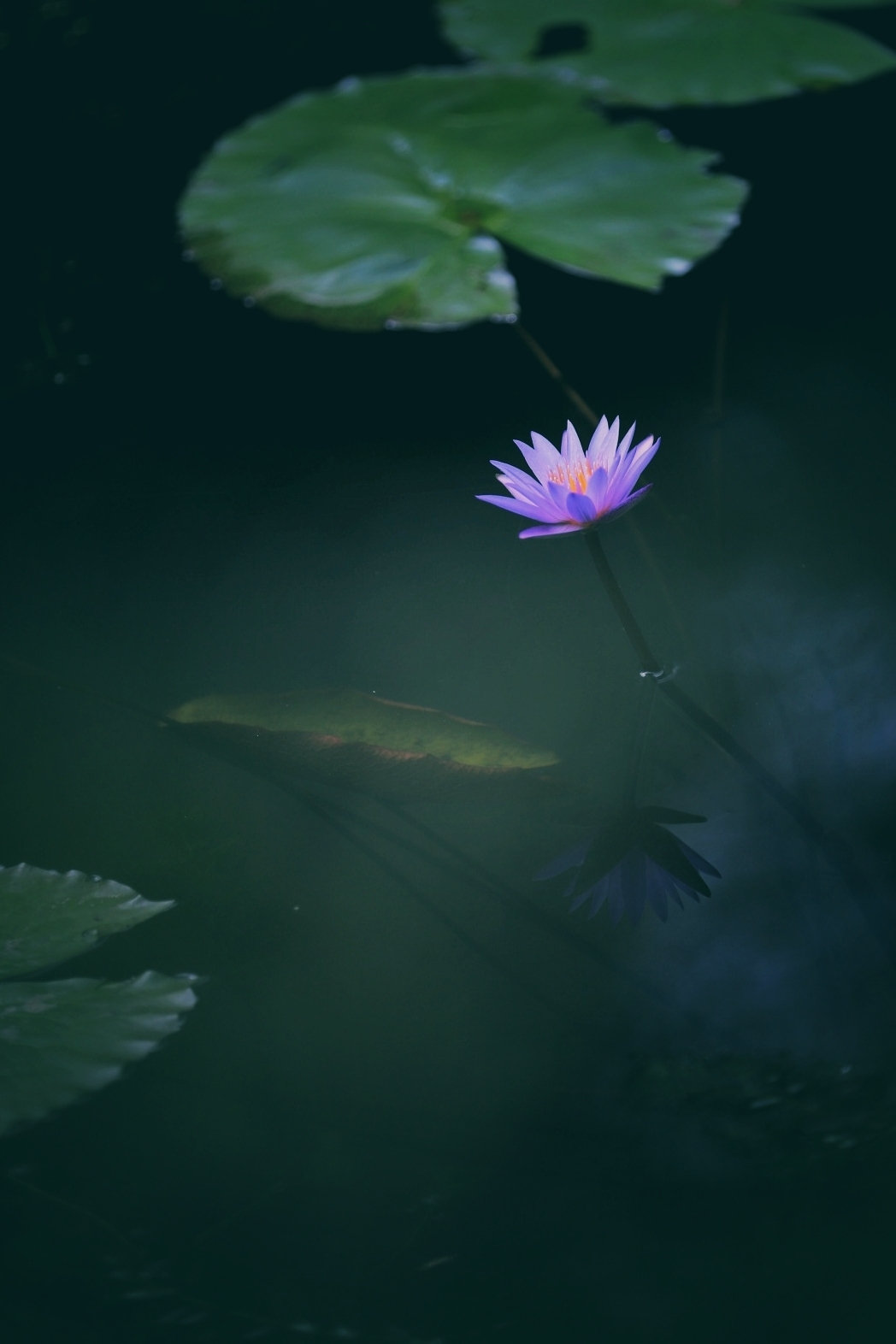 荷花怎么拍才美？我从网友投稿的200张照片里，选出20张经典案例休闲区蓝鸢梦想 - Www.slyday.coM