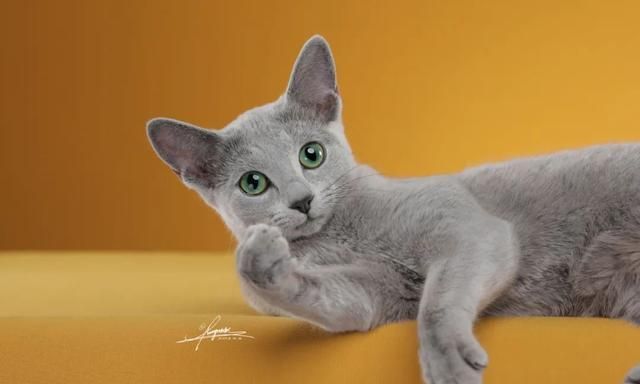 俄罗斯蓝猫:战斗民族也有萌哒哒的小可爱!
