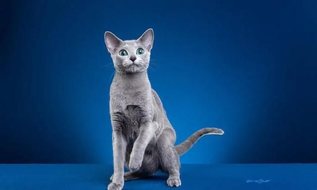 相比于憨憨的英短,俄罗斯蓝猫却生得更加精致,就好像是上帝故意留在