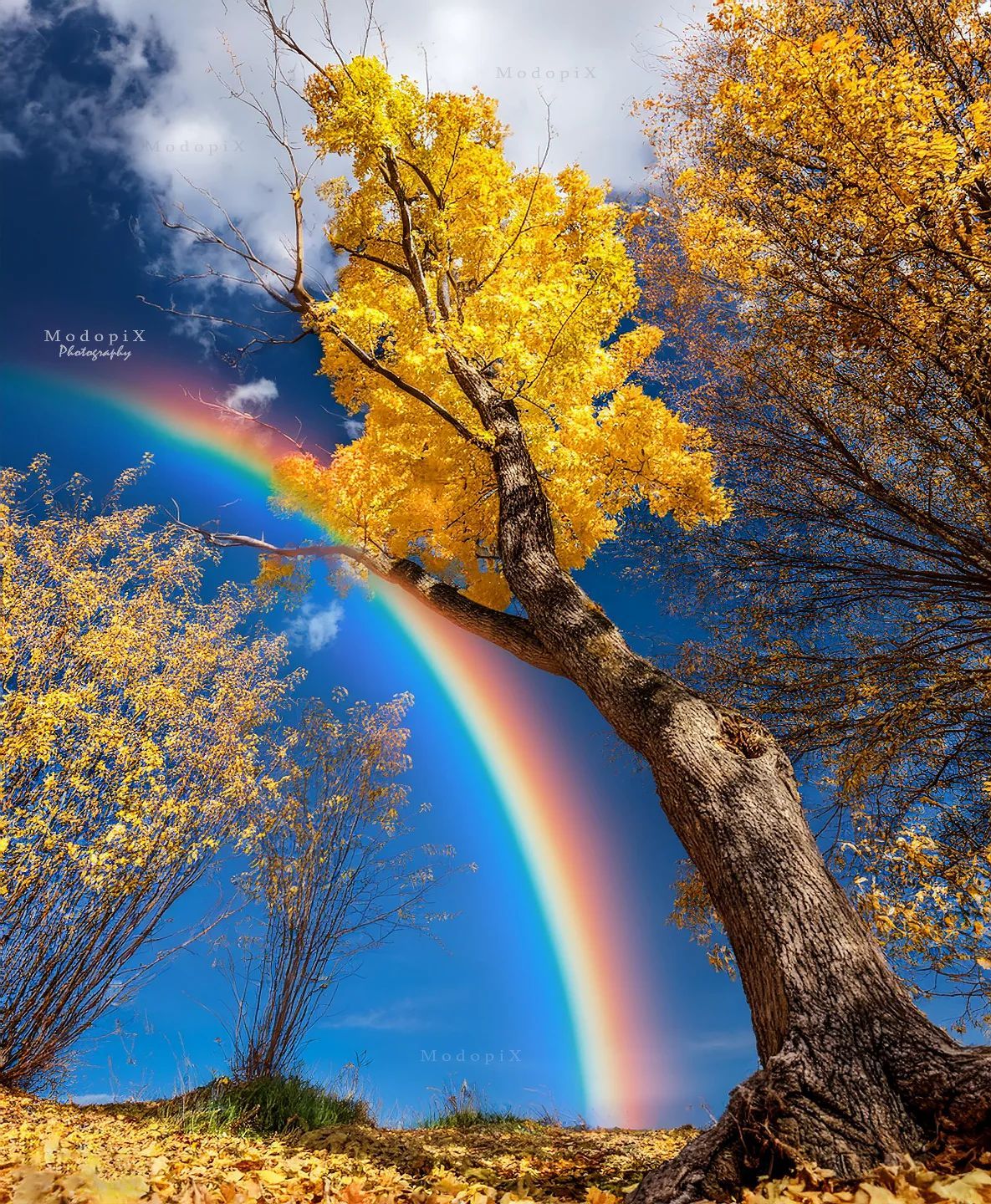 这是秋天的色彩摄影丨modopix