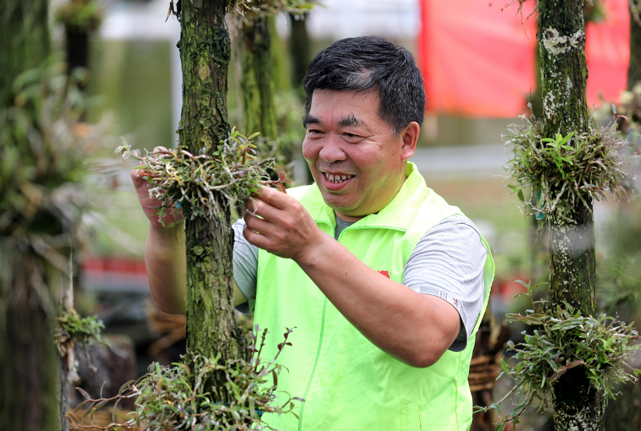 7月14日,全椒县六镇镇东王村村民在管护原木种植的铁皮石斛