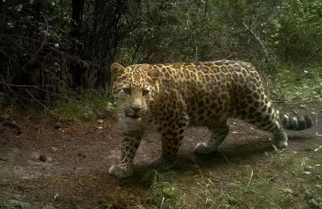 外逃近2个月后,杭州第三只豹子在陕西现身,体型稍有变胖