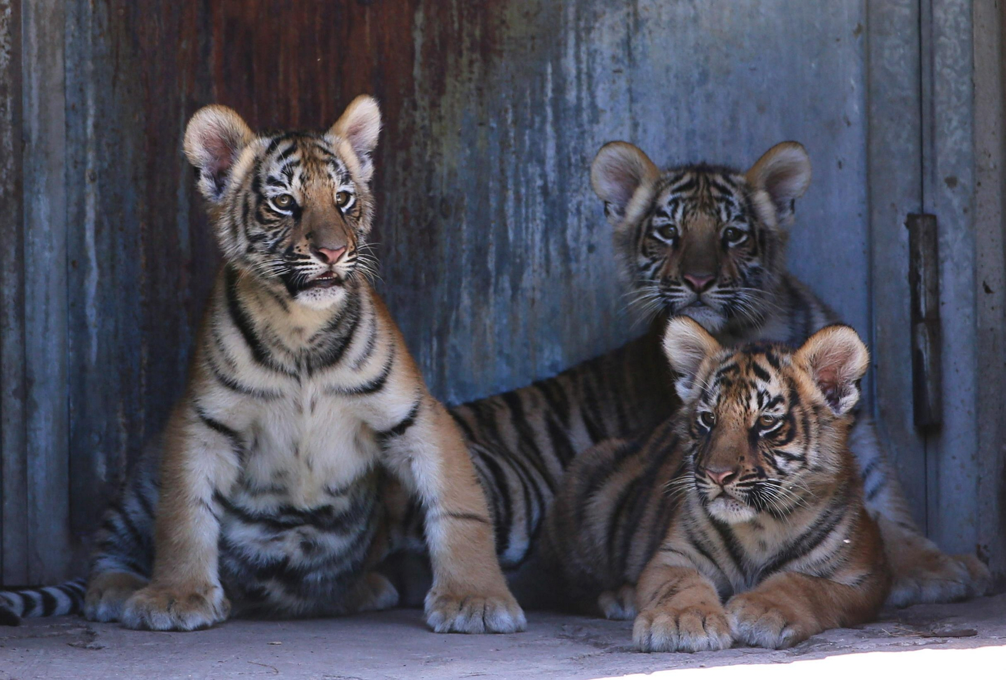 (外代二线)新生孟加拉虎|孟加拉虎|幼崽|瓜达拉哈拉_新浪新闻
