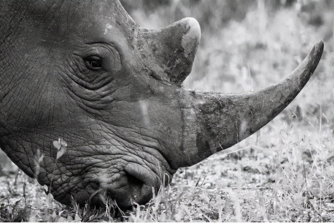 消失100年后,美国"金刚狼"重现,为什么灭绝生物还能复活?