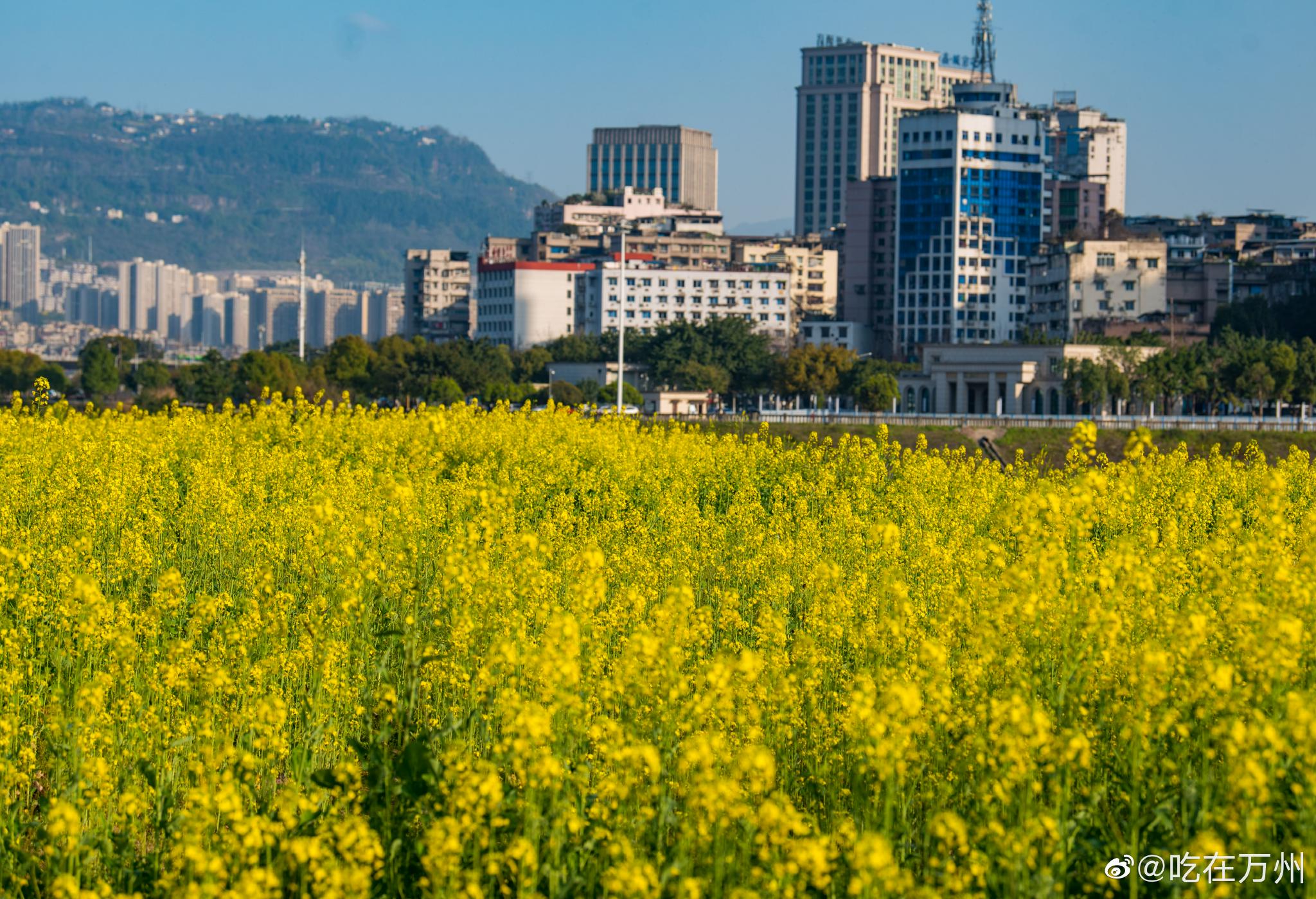 万州天仙湖畔大片油菜花开了,放眼望去……_高清图集_新浪网