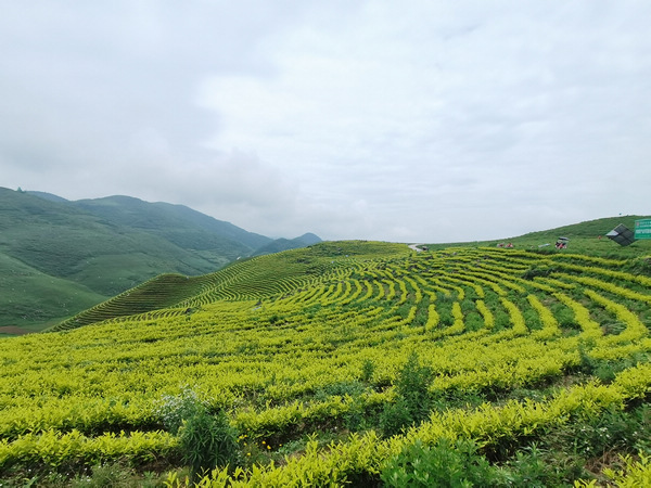 思南县训家坝从"老茶凋零"到"新茶勃发"|茶山|思南县|茶园_新浪新闻