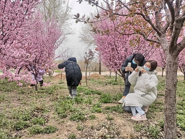 昔日贫困村今天成花海荥阳新沟千亩花海景区等你踏青寻芳