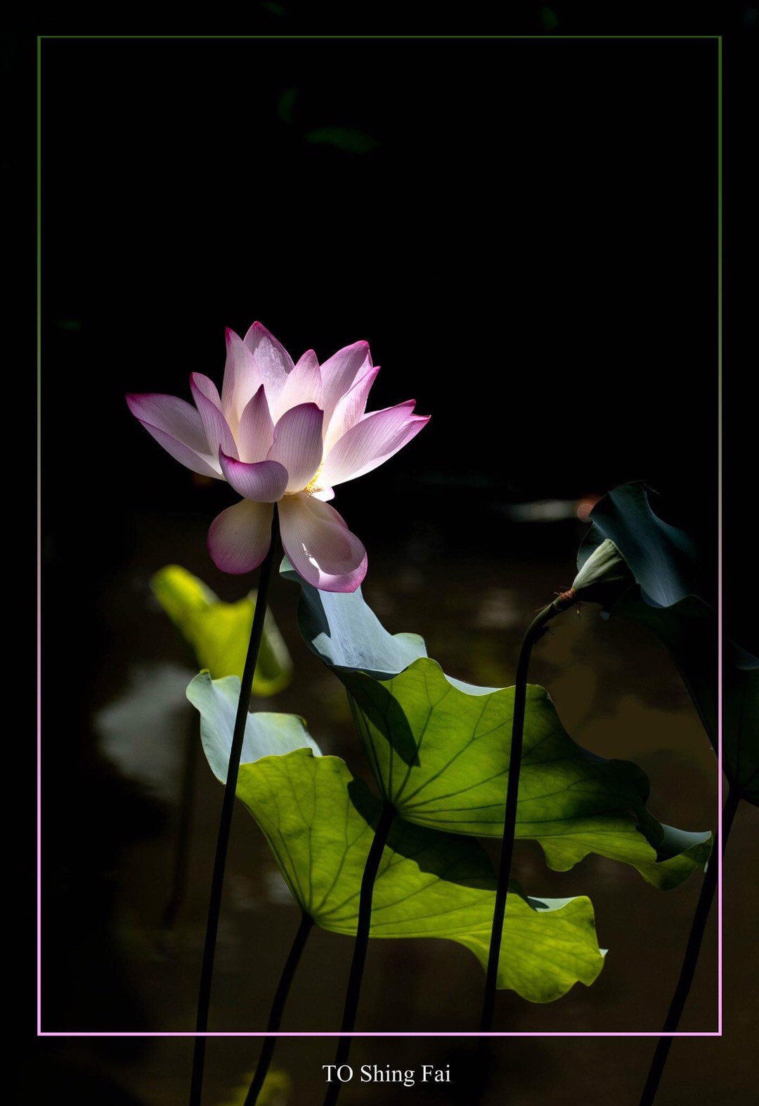 荷花怎么拍才美？我从网友投稿的200张照片里，选出20张经典案例休闲区蓝鸢梦想 - Www.slyday.coM