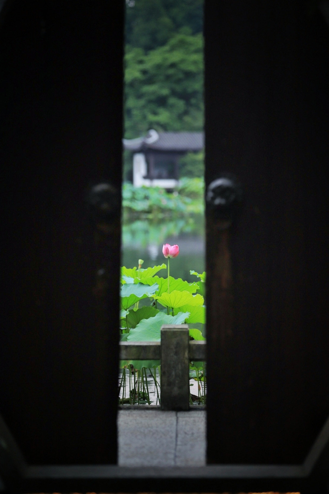 荷花怎么拍才美？我从网友投稿的200张照片里，选出20张经典案例休闲区蓝鸢梦想 - Www.slyday.coM