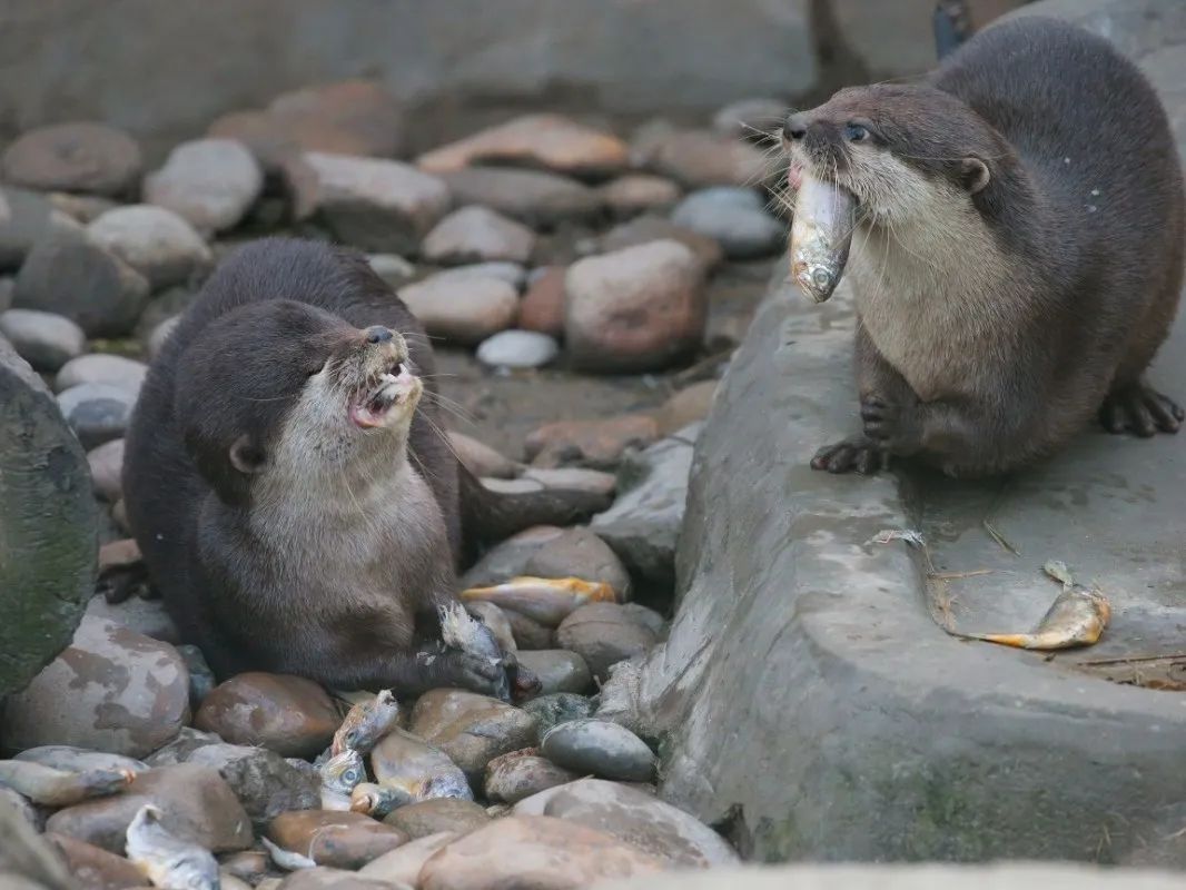 小爪水獭女王大头复出