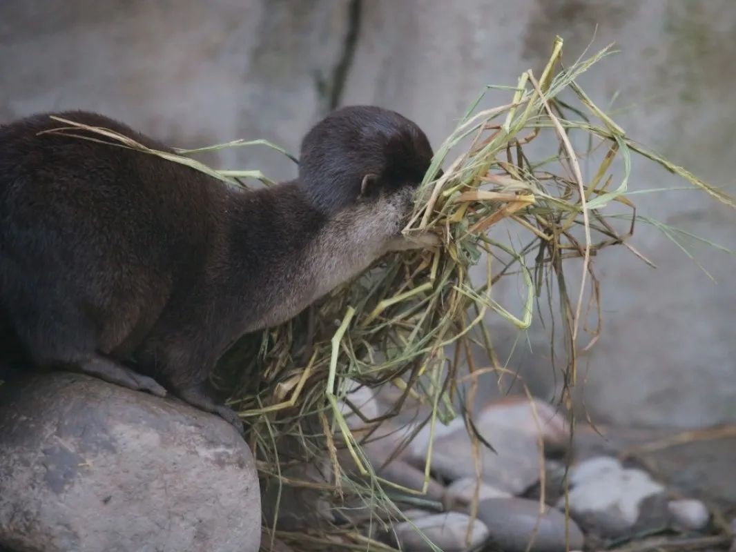 小爪水獭女王大头复出