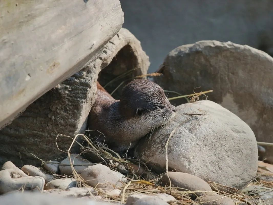 小爪水獭女王大头复出