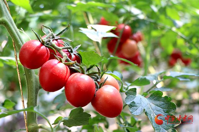 民勤:"水果西红柿"长势喜人 销售走俏