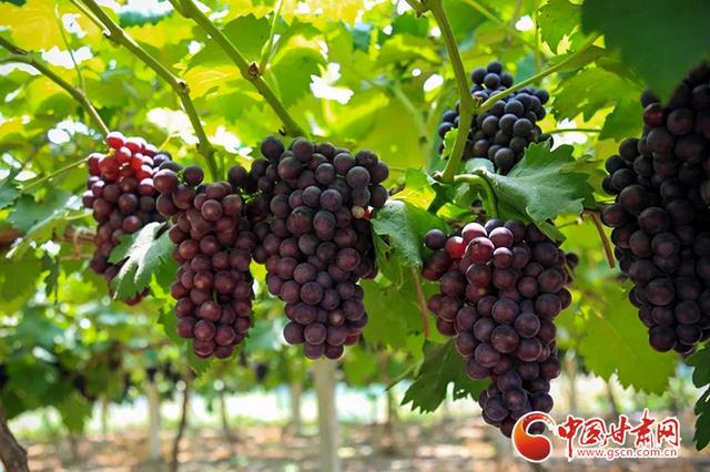 葡萄产业搭建起致富路上的"金串串"|致富路|桂花香|采摘园_新浪新闻