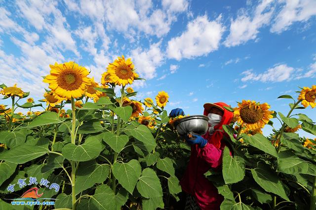 临泽:葵花盛开授粉忙|向日葵|临泽县|庄村_新浪新闻