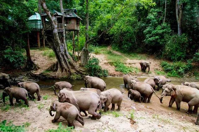 打卡中老铁路沿线网红景点 | 野象谷|老挝|野象谷|大象_新浪新闻