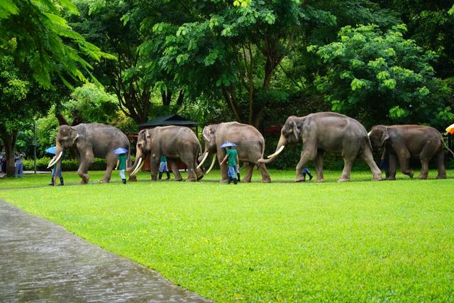 打卡中老铁路沿线网红景点野象谷