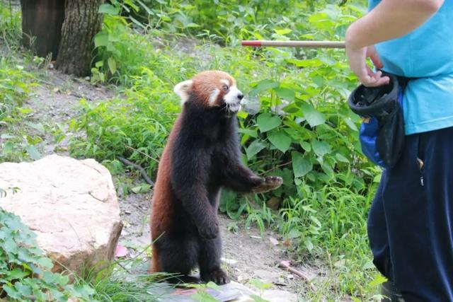 今天是国际小熊猫日,来一起云吸萌萌哒的“小熊猫”吧休闲区蓝鸢梦想 - Www.slyday.coM 今天是国际小熊猫日,来一起云吸萌萌哒的“小熊猫”吧休闲区蓝鸢梦想 - Www.slyday.coM