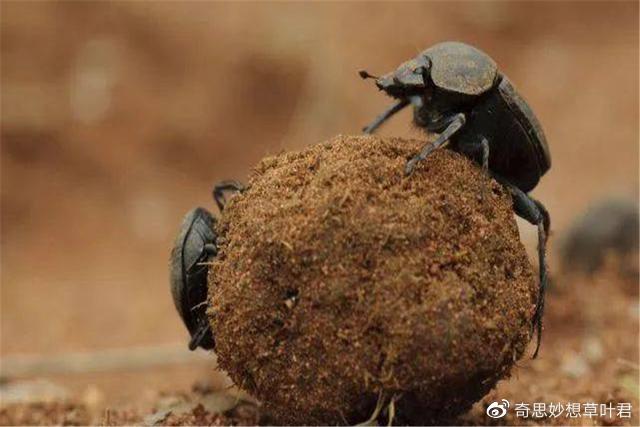 屎壳郎推粪球走直线,是如何计算最短路程的?难道会看“星象”?|屎壳郎|粪球|直线_新浪新闻