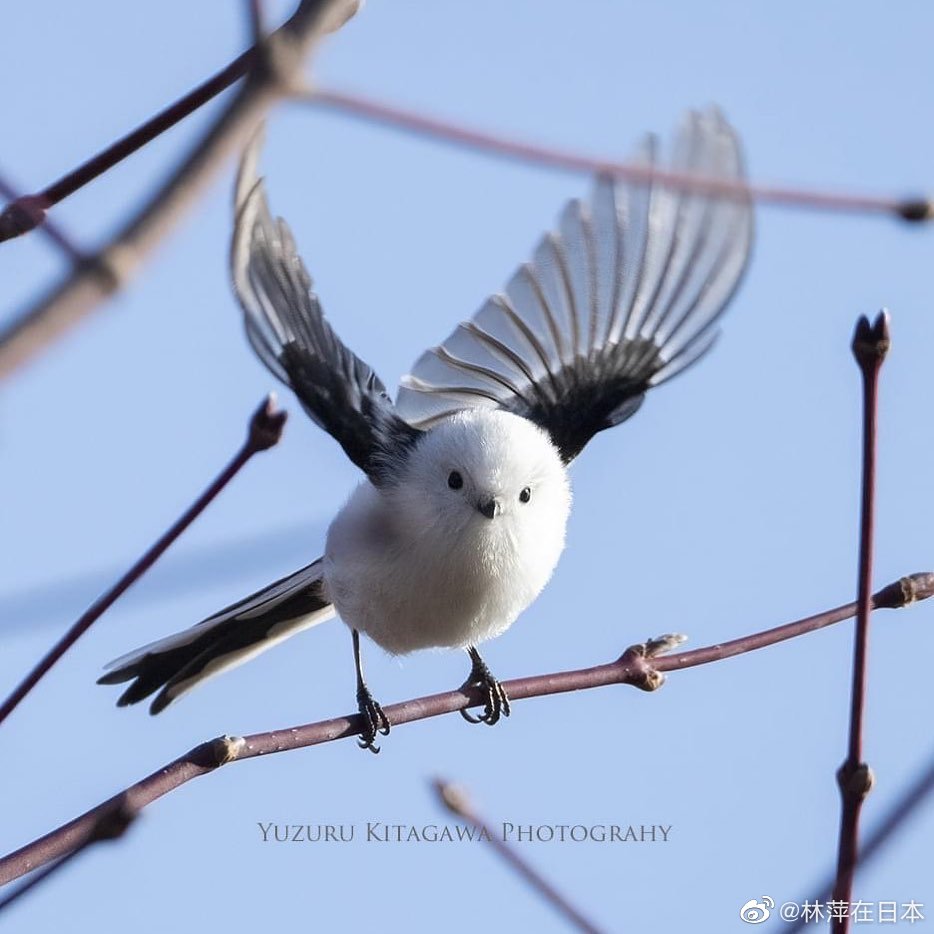 银喉长尾山雀雪精灵小团团