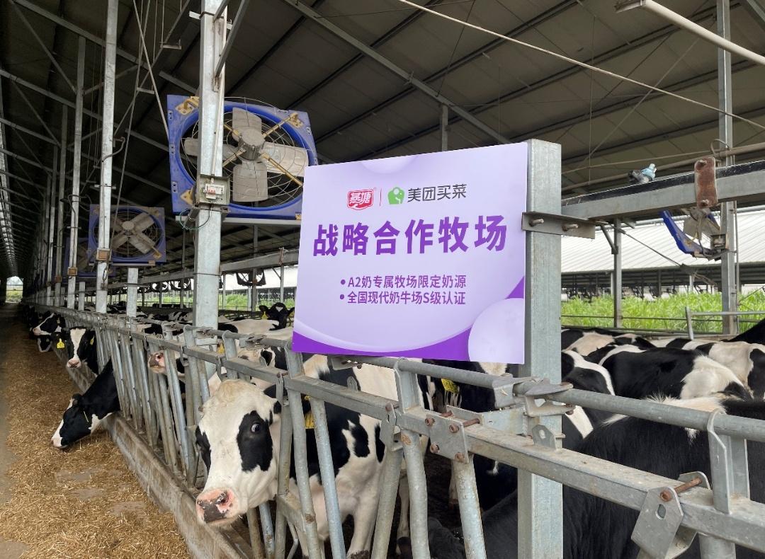 燕塘乳业与美团买菜合作专属牧场让新鲜可以看见
