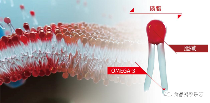 EPA鱼油品牌MegaGold是正品吗 dha哪个牌子好排行榜第一名