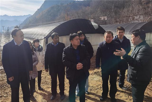 调研考察了漫川关镇,中村镇沟口社区食用菌星创天地,商南县林下立体