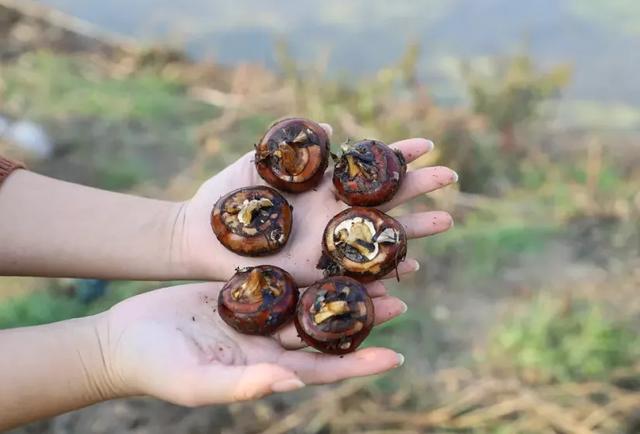 全身"真面目"同样是长在水中的荸荠▲荸荠深受市民的喜爱具有较好的