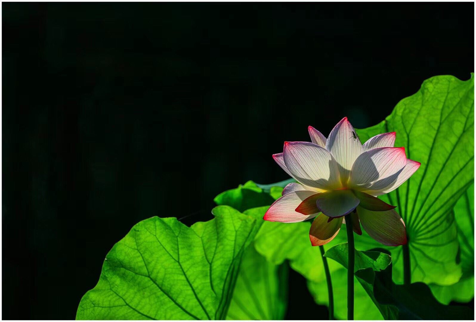 荷花怎么拍才美？我从网友投稿的200张照片里，选出20张经典案例休闲区蓝鸢梦想 - Www.slyday.coM