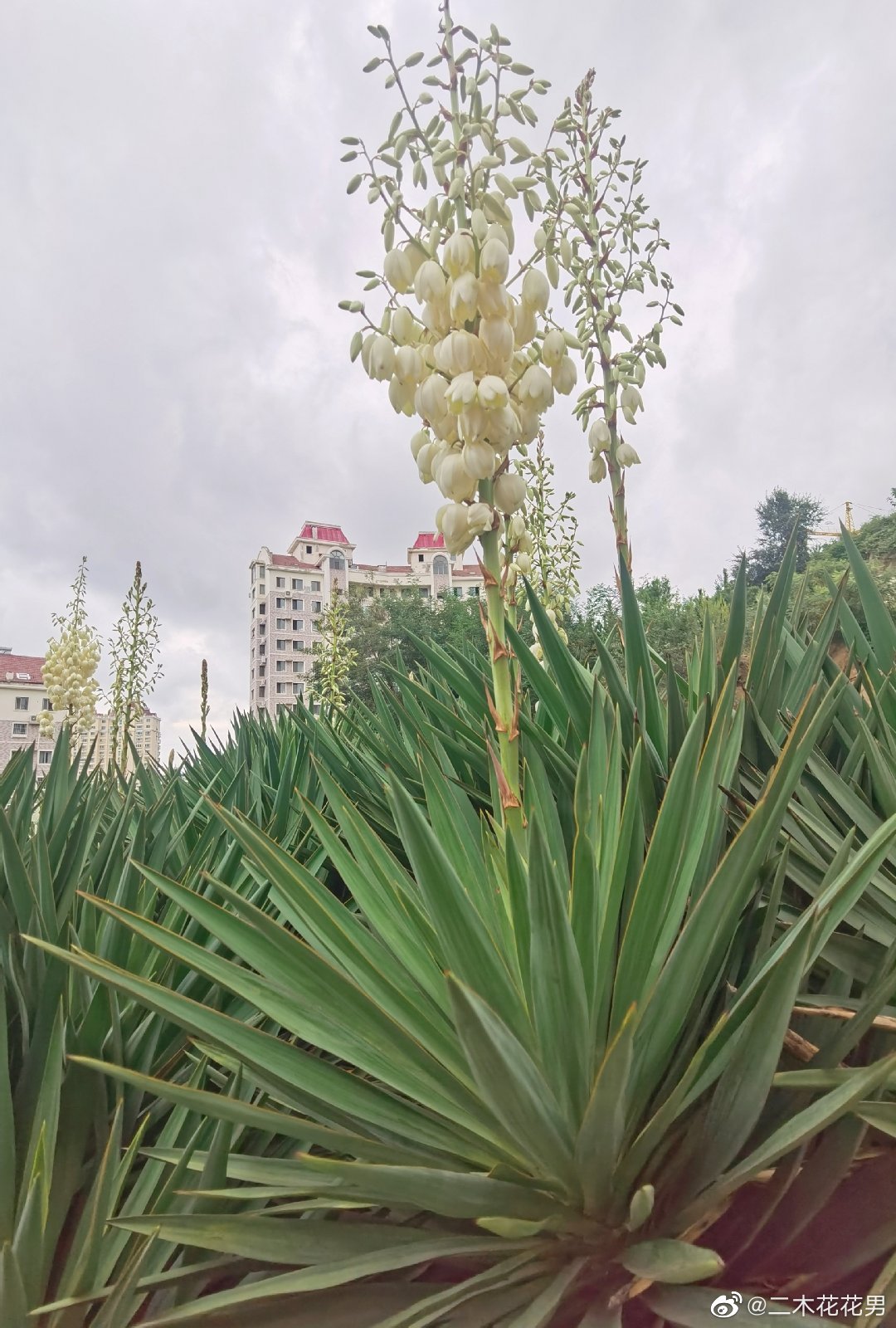 剑麻(剑麻有什么用途)