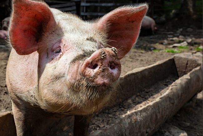 12日猪价止步连跌行情触底反弹4个坏消息猪价上涨昙花一现