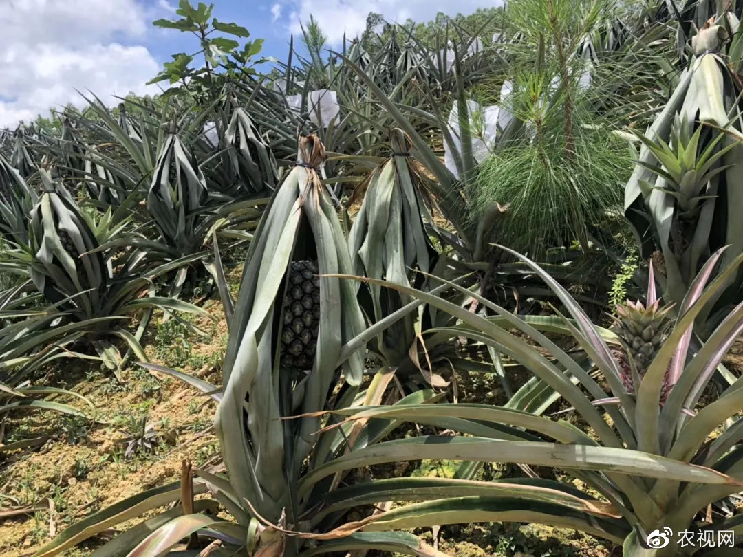 不是所有菠萝都叫黑凤梨!"丰收礼赞·直播中国"带你走进凤梨王国