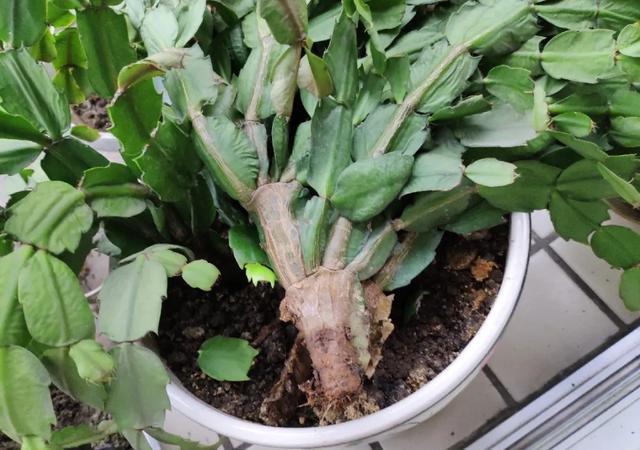 不怕积水烂根的花(如何防止花盆积水烂根)