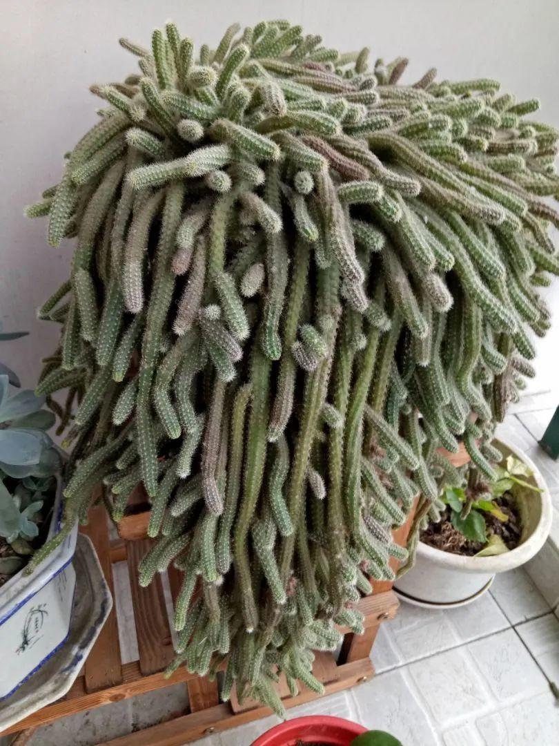 网站营销推广廴金手指花总 新浪网