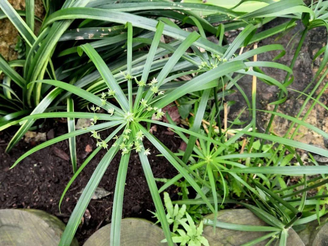 10种花爱喝水用大水缸养天越热越开花