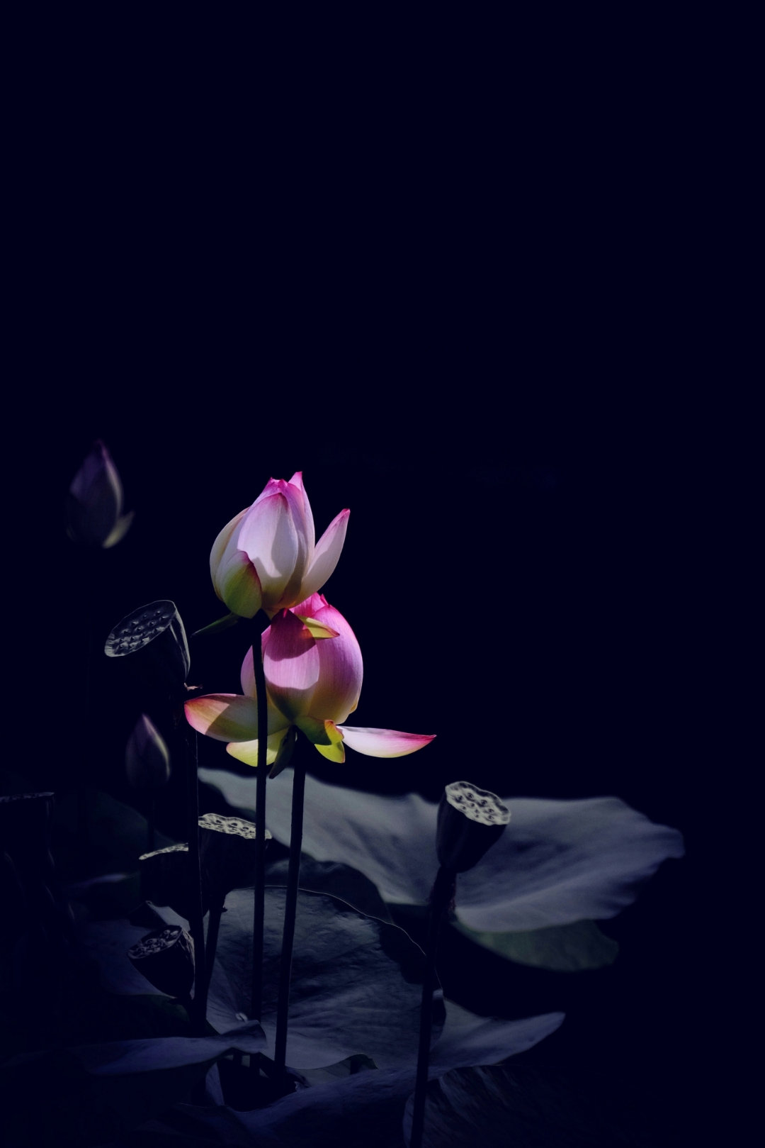 荷花怎么拍才美？我从网友投稿的200张照片里，选出20张经典案例休闲区蓝鸢梦想 - Www.slyday.coM