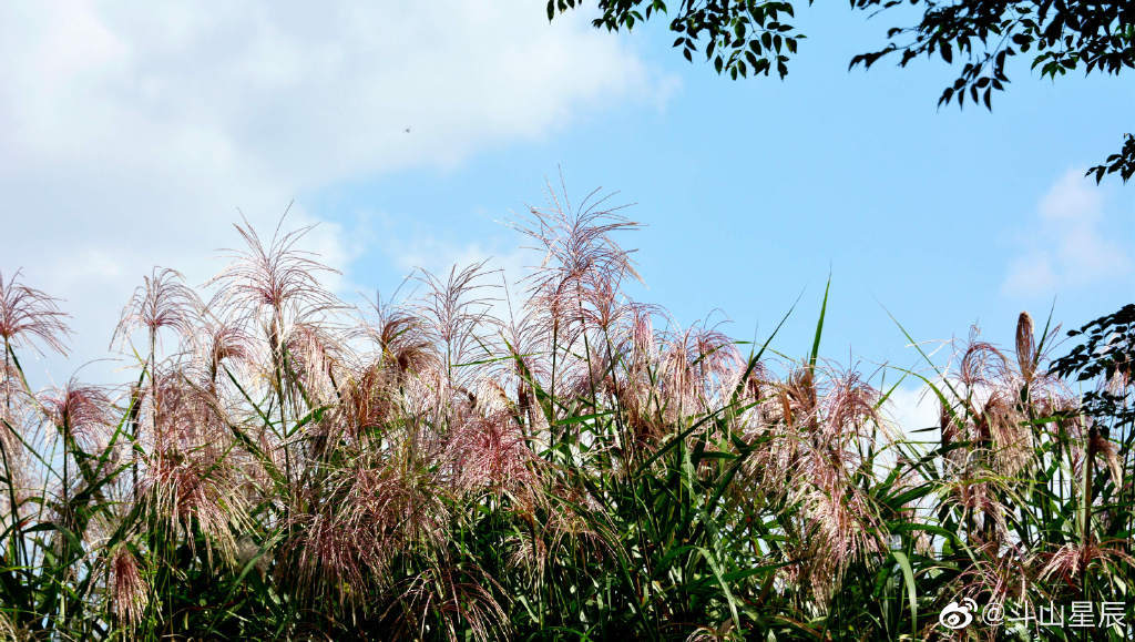 荻花摇曳秋风里,这是乡村别有的景致……__财经头条