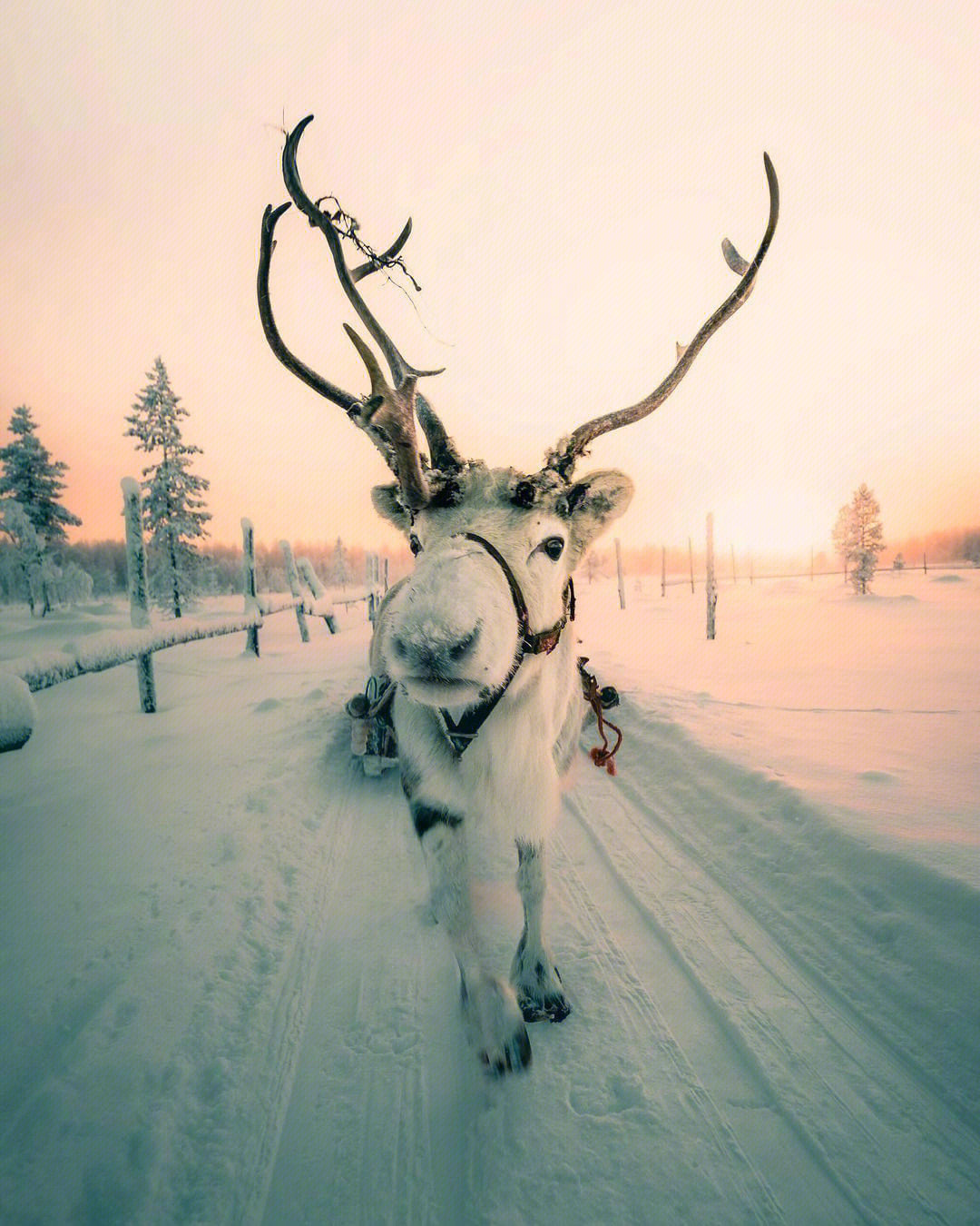 传统芬兰木屋 北芬兰、拉普兰 图库摄影片. 图片 包括有 天空, 庄园, 舒适, 小山, 农村, 村庄 - 198311267