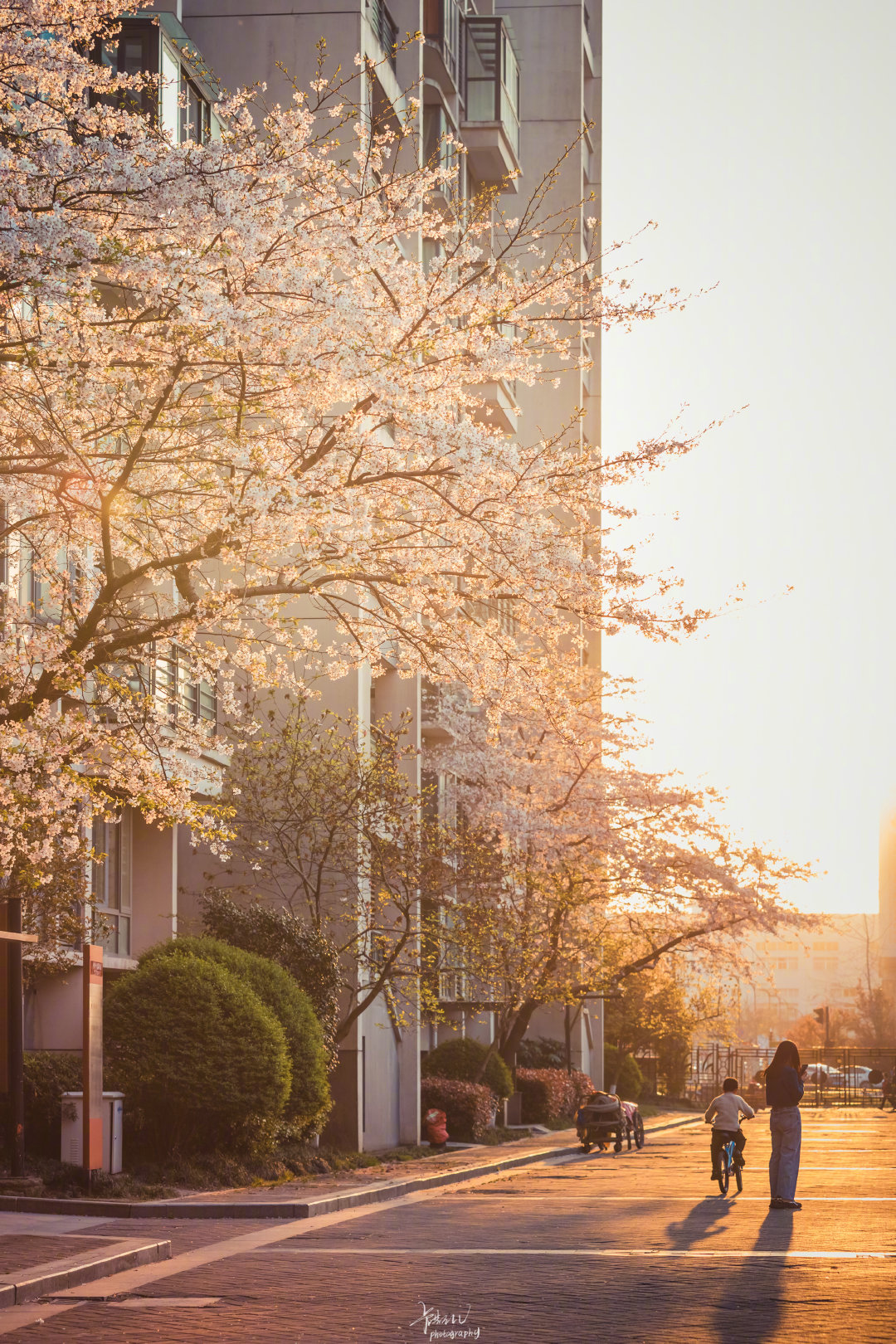 樱花烂漫时,相约在黄昏_高清图集_新浪网