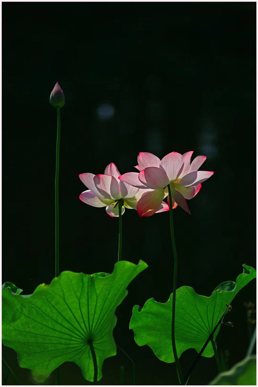 荷花怎么拍才美？我从网友投稿的200张照片里，选出20张经典案例休闲区蓝鸢梦想 - Www.slyday.coM